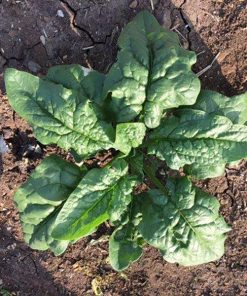 produzione semi spinacio ds 1160 F1