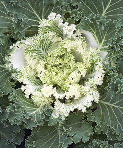 produzione semi cavolo da foglia ds 1690 F1