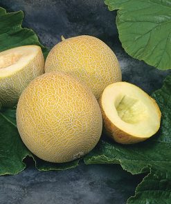 produzione semi melone ds 2211 F1