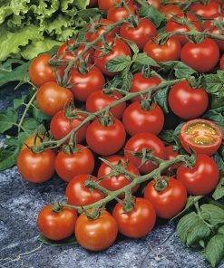 Tomato seeds production  DS CH01 F1