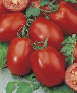 produzione semi pomodoro ds rgt