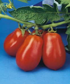 produzione semi pomodoro ds rmt 80