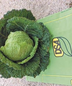 Ds1430 F1 Savoy Cabbage