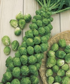 Ds1460 F1 Brussel Sprouts