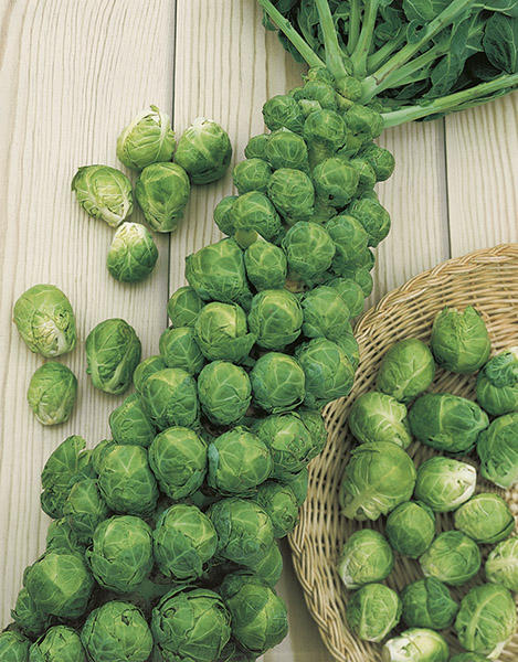Ds1460 F1 Brussel Sprouts