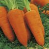 carrot seeds production  DS2760 F1