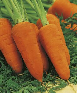 carrot seeds production  DS2760 F1