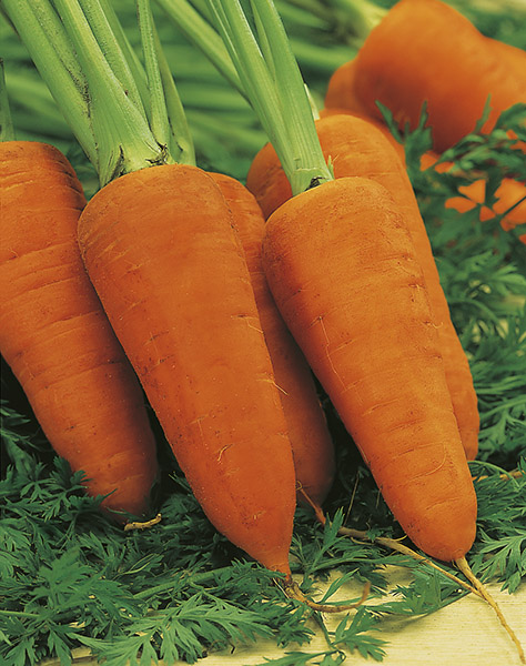 carrot seeds production  DS2760 F1