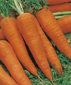 produzione semi carota DS2770 F1