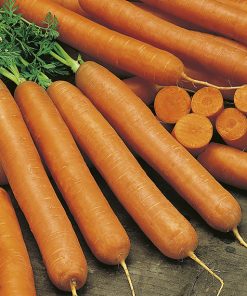 produzione semi carota DS2780 F1