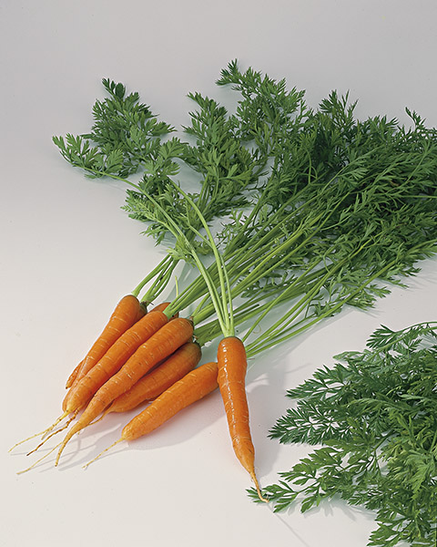 produzione semi carota DS2820 F1
