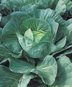 cabbage white dsam140 seeds production