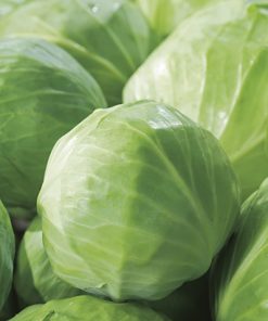 produzione semi cavolo cappuccio bianco dscross