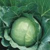 DSEG110 F1 Cabbage White hybrid seed production