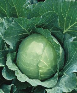 DSEG110 F1 Cabbage White hybrid seed production