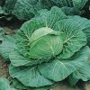 Seeds production Cabbage White DSGA080 F1