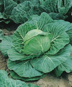 Seeds production Cabbage White DSGA080 F1