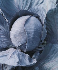 cabbage red dstn135 seeds production