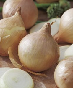 produzione semi cipolla a tunica gialla dulce de fuentes