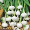 onion white early barletta seeds production
