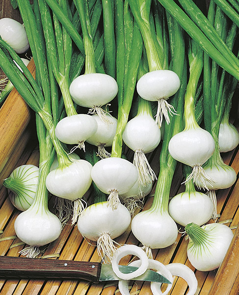onion white early barletta seeds production