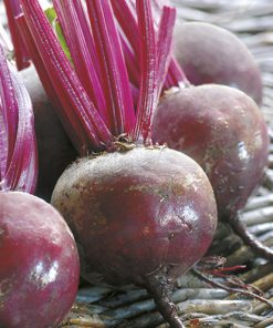 beetroot early wonder seeds production