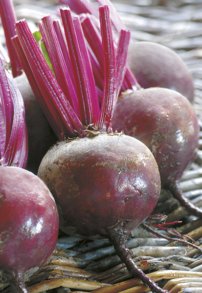 beetroot early wonder seeds production