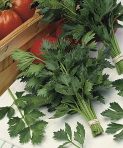 celery egnazia dark green seeds production