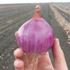 Erlane F1 red tunic onion seed production