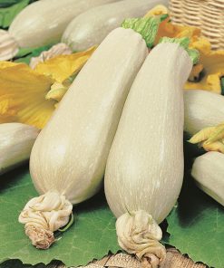 squash eskenderany seeds production