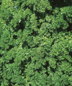 parsley extra tripled curled seeds production