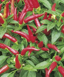 pepper eye seeds production