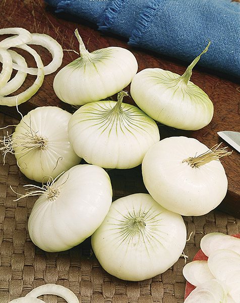onion white femar seeds production