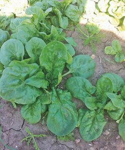 spinach fl3250 seeds production
