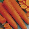 carrot flakke 2 seeds production