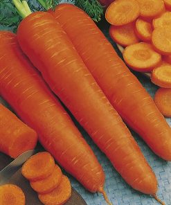 carrot flakke 2 seeds production