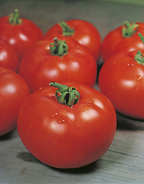tomato floradade seeds production
