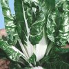 swiss chard fordhook giant seeds production