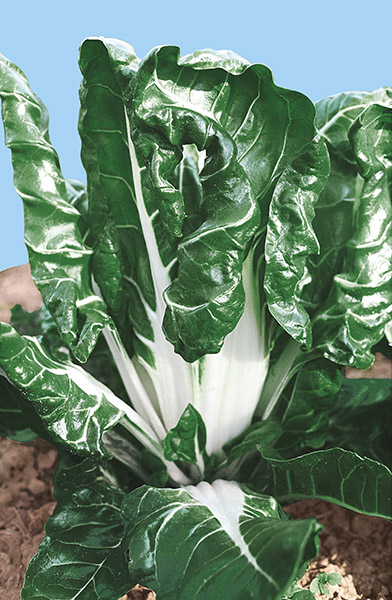 swiss chard fordhook giant seeds production