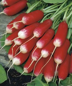 radish french breakfast 3 seeds production