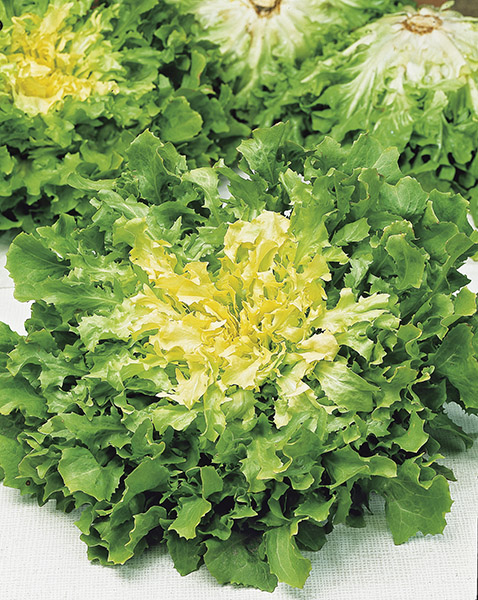 endive broad leaves full heart seeds production