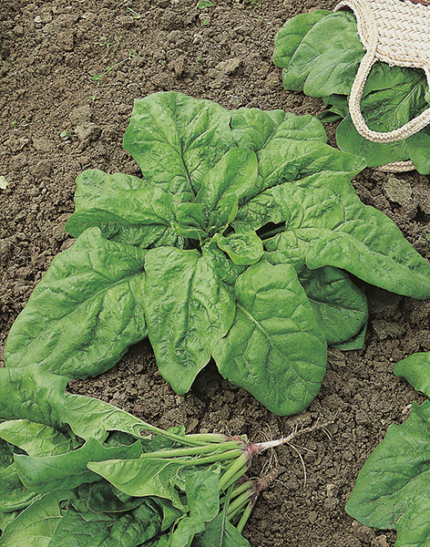 spinach geant d'hiver seeds production