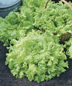 lettuce gentilina seeds production