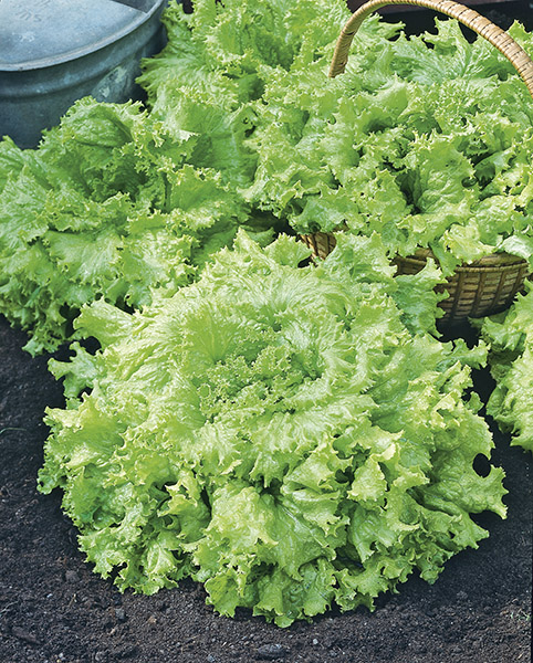 lettuce gentilina seeds production