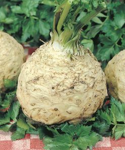 celery giant prague seeds production