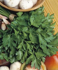 parsley gigante d'italia seeds production