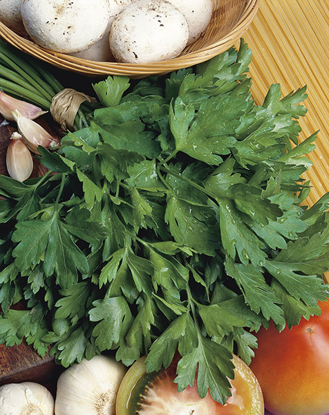 parsley gigante d'italia seeds production