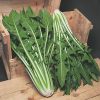 chicory gigante di chioggia sel. freezer seeds production