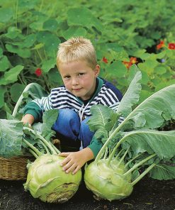 kohlraby gigant seeds production