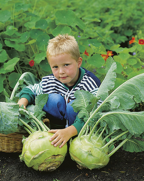 kohlraby gigant seeds production